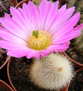 echinocereus   . sciurus