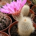 echinocereus  . sciurus.                       2