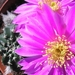 echinocereus  .pulchellus.  3