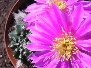 echinocereus  .pulchellus.  3