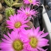 echinocereus  .pulchellus.  .v.weinbergii   3