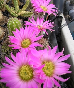 echinocereus  .pulchellus.  .v.weinbergii   3