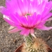 echinocereus  .rechsenbachii.v.baileyi.  2