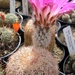 echinocereus  .riggidissimus  rubrispinus