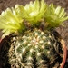 echinocereus  .vriidifloris