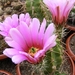 echinocereus  cinerascens