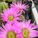 echinocereus .pulchellus.  .v.weinbergii 2