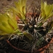 ECHINOCEREUS .VIRIDIFLORUS . V . DAVISSI