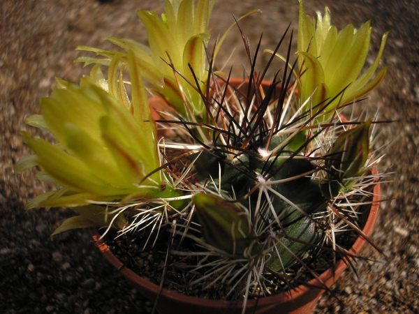 ECHINOCEREUS .VIRIDIFLORUS . V . DAVISSI