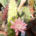 echinocereus pensilis.                               3