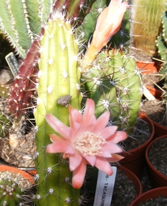 echinocereus pensilis.                               3