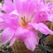 echinocereus riggidissimus . v . rubrispinus.                    