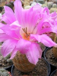 echinocereus riggidissimus . v . rubrispinus.                    