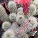 echinocereus stoloniferus