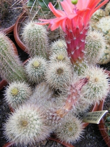 echinocereus stoloniferus