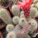 echinocereus stoloniferus.                                  2