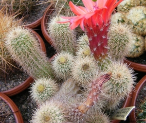 echinocereus stoloniferus.                                  2