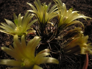 echinocereus.viridiflorus.v.davisii