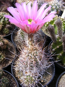 echinocereus   fendleri . v . rectispinus