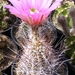 echinocereus   fendleri . v . rectispinus.                       