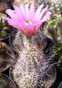 echinocereus   fendleri . v . rectispinus.                       