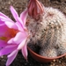 echinocereus  lauii