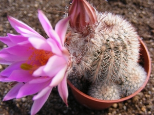 echinocereus  lauii