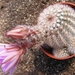 echinocereus  lauii.                                             