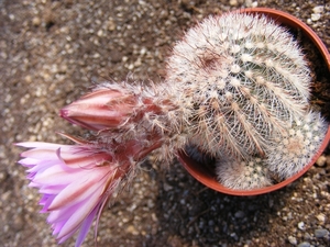 echinocereus  lauii.                                             