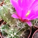 echinocereus  morricalii