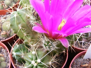 echinocereus  morricalii