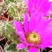 echinocereus  morricalii.                                        