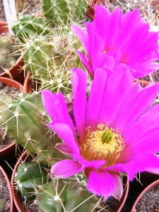 echinocereus  morricalii.                                        