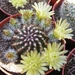 echinocereus  viridiflorus   ( santa fe  nm  yellow flower )