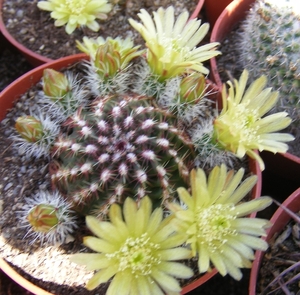 echinocereus  viridiflorus   ( santa fe  nm  yellow flower )