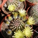 echinocereus  viridiflorus   ( santa fe  nm  yellow flower ).    