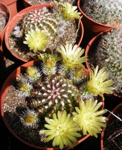 echinocereus  viridiflorus   ( santa fe  nm  yellow flower ).    