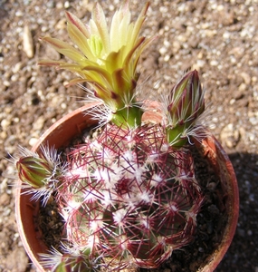 echinocereus  viridiflorus  ( mesa colorado )