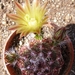 echinocereus  viridiflorus  ( mesa colorado ).                   