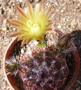 echinocereus  viridiflorus  ( mesa colorado ).                   