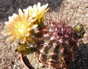 echinocereus  viridiflorus  ( publo  colorado )