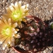 echinocereus  viridiflorus  ( publo  colorado ).                 