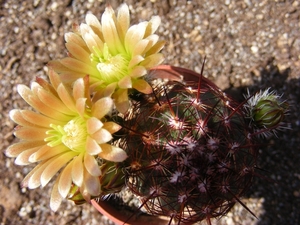 echinocereus  viridiflorus  ( publo  colorado ).                 