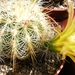 echinocereus  viridiflorus  . v . correllii