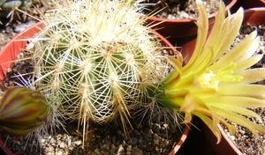 echinocereus  viridiflorus  . v . correllii