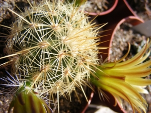 echinocereus  viridiflorus  . v . correllii.                     