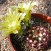 echinocereus  viridiflorus  . v . minor  sb 170  ( santa fee  co 