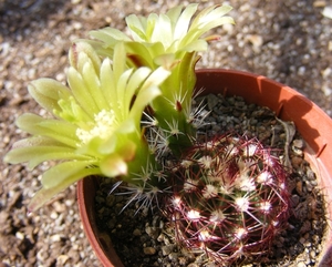 echinocereus  viridiflorus  . v . minor  sb 170  ( santa fee  co 