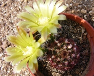 echinocereus  viridiflorus  . v . minor  sb 170  ( santa fee  co 