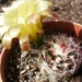 echinocereus  viridiflorus  . v . robustior    hk 1007